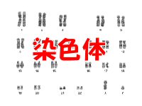 20090704-2.jpg